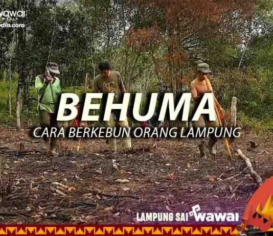 BEHUMA, CARA BERKEBUN ORANG LAMPUNG