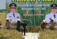 Wakil Ketua Komite III DPD RI, Abdul Hakim bersama Gubernur Lampung, Arinal Djunaidi tergabung dalam Panen Padi di Lampung Tengah
