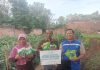 Program Bahagiakan Petani LAZDAI Peduli Untuk Petani Sayur Mayur