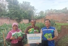 Program Bahagiakan Petani LAZDAI Peduli Untuk Petani Sayur Mayur