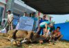 Yayasan Pemberdayaan Nusantara dan LAZDAI Lampung Gelar Qurban, Sapi Kabur sejauh 500 meter Langsung Ditangkap