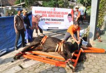 800 Warga Terima Daging Qurban dari PKS Tanggamus