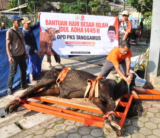 800 Warga Terima Daging Qurban dari PKS Tanggamus