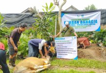 Para Amil LAZDAI Ikut Dampingi Proses Penyembelihan Hewan Qurban Di Hari Pertama