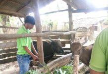 LAZDAI Lampung Salurkan Hewan Qurban Sampai Mesuji