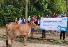 YBM PLN Gandeng LAZDAI Lampung Salurkan Kurban Di Pelosok Lampung