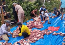 Qurban Terus Meningkat, Ribuan Berkah Mengalir dari Pondok Tahfizh Menara Sembilan!