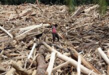 Tragedi Banjir Sumatera: Ratusan Korban Jiwa, Puluhan Ribu Mengungsi