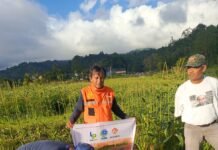 Masyarakat Lampung Turut Andil Pulihkan Lahan Malalak hingga Hasilkan Panen 1,2 Ton