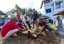 Qurban PPTQ MSI Lampung 1447 H Perkuat Nilai Sakai Sambayan dan Kepedulian Sosial Masyarakat Lampung